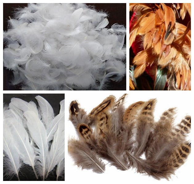 poultry feather